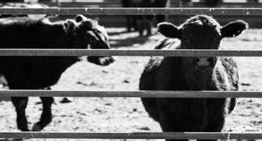 Cull Cows and Trichomoniasis