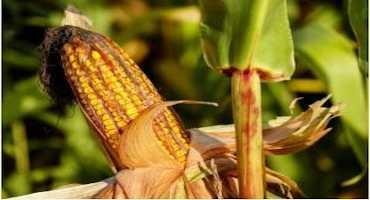 Report Examines U.S. Corn Production Practices and Trends