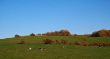 Fall Pasture Management and Renovation