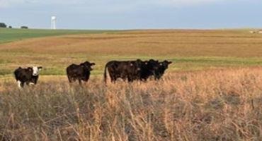 Utilizing CRP Forages in Beef Cattle Diets