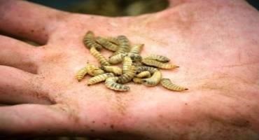 Black Soldier Fly Larvae can Replace Soybean Meal in Growing Pigs