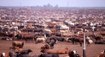 So Far, So Good as Cattle Industry Looks to Increase Live Cattle Trade