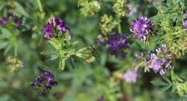 Pasture and Forage Minute: Approaches for Low-Producing Alfalfa and Corn Silage Inoculants