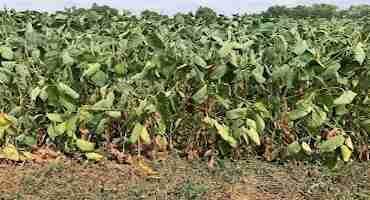 Soybeans as Forage