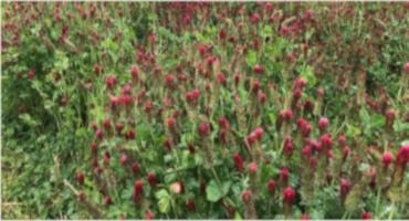 Now’s The Time To Plan For Cover Crops