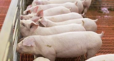 Cdn. swine experts consider ZnO use 