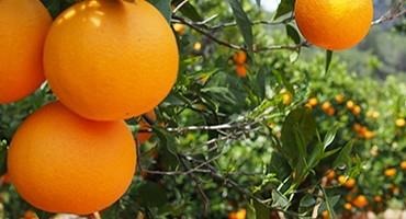 USDA Expanding Importation of Fresh Citrus Fruit from Australia