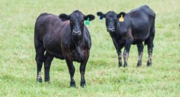 Value of Pregnancy Detection of Yearling Heifers