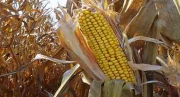 In Survey-Based USDA Report, Farmers Indicate Lower Yields