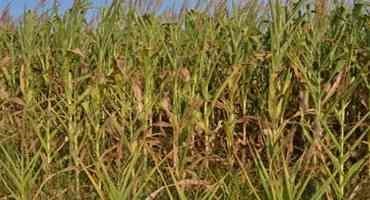 Valuing Drought-Stressed Corn Silage