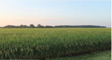 Rice Approaches Harvest Wth Increased Prices