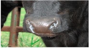 Science Based Weaning Methods For Beef Calves