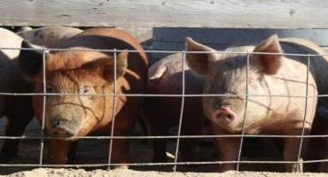 African Swine Fever Inches Closer To The U.S. With Infections In Dominican Republic