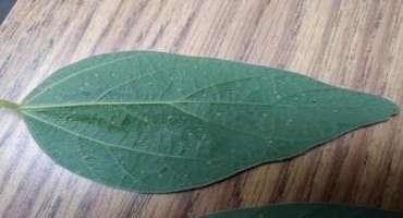 Remember Soybean Aphids? They Might be in your Fields