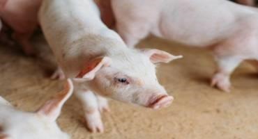 Checkoff Study Shows Soybean Meal Increases Weight Gain and Feed Efficiency in Growing Pigs