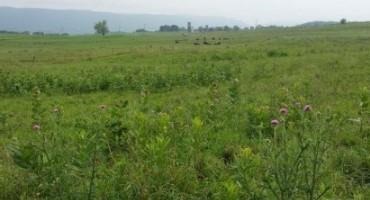 Weed Control in Grass Forages: When to Spray?