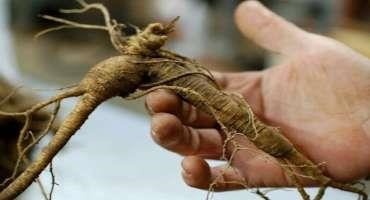 Researchers help Track the Growth of Ginseng Forest Farming in Pennsylvania