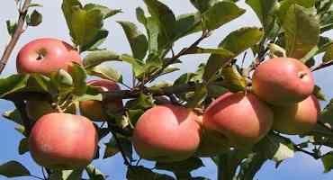 USDA to Survey Fruit Growers About Chemical Use
