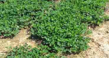 Peanut Yield, Prices Look Strong for 2021