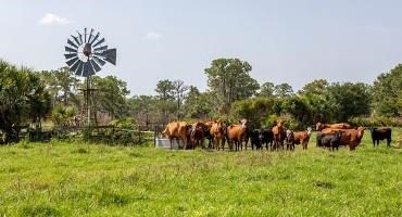Cattle Industry Commits to Climate Neutrality by 2040