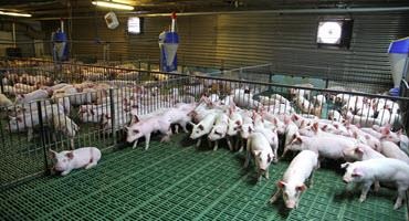 Improving post-weaning pig nutrition