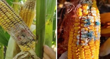 Mycotoxins in Michigan Corn Silage: 2019-20 Data and Call for 2021 Samples