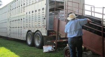 Marketing Considerations to Maximize Cow-Calf Revenue
