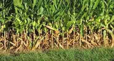 Amid Drought, Rules for Good Corn Silage Still Apply