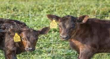 Report Confirms Largest Mid-year Decrease in U.S. Beef Herd Since 2012, but the Future Looks Optimistic