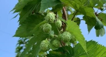 While Dry Conditions Are Good For Hop Crops, They Come With Pests