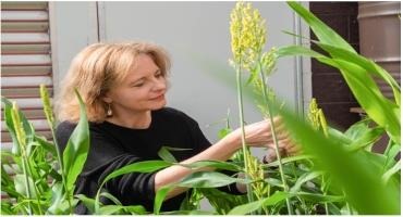 Unlocking the Secrets to Sorghum’s Adaptability