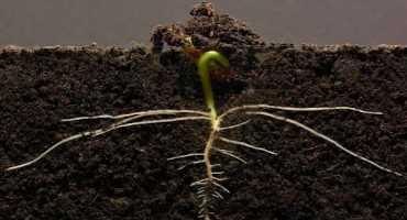 Plant Roots and Animals Embryos Rely on the Same Chemical for Successful Development