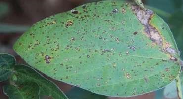 Disease Issues in Corn and Soybeans