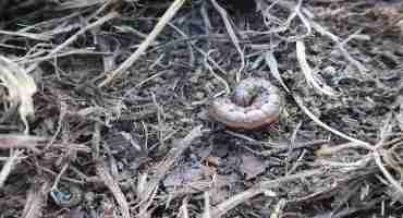 Large Numbers of Fall Armyworms Invading Kentucky Lawns, Crops