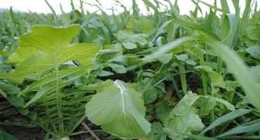 Get Ready to Plant Cover Crops after Fall Crop Harvest