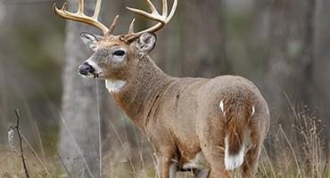 Confirmation of COVID-19 in Deer in Ohio