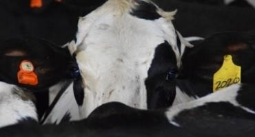 Ovulation in Dairy Cows