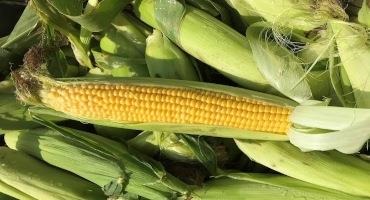 Can you take a Nitrogen Credit Following Sweet Corn?