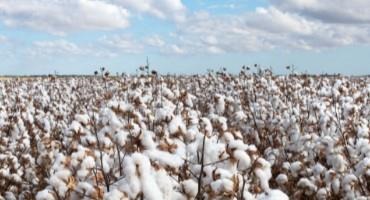 Champion for Cotton Growers, Advocate for All Ag