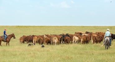 NCBA Secures Extension of Critical Exemption for Livestock Haulers