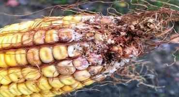 Respiratory Exposure to Mycotoxins and Farming