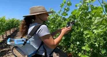 Coastal Grape Growers can use Less Water During Drought