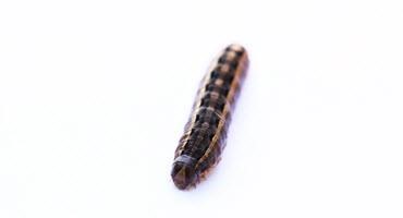 Heavy fall armyworm pressure in Ont.