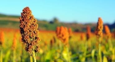 U.S. Sorghum Acreage to Potentially Expand with Help from First-Year Use of New Cropping Solution