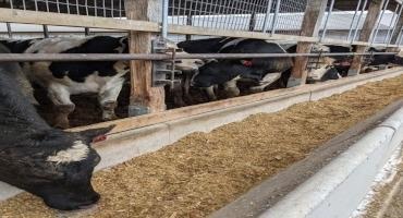 Does Corn Silage Fed to Feedlot Cattle need to be Kernel Processed?