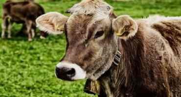 Two Atypical Cases of Mad Cow Disease Detected in Brazil