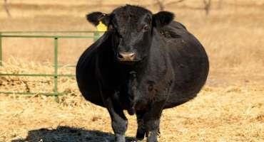 High Nitrates and Pregnant Cows