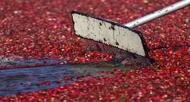As Fall Harvest Nears, Wisconsin Cranberry Growers Expecting Near-Average Crop Size