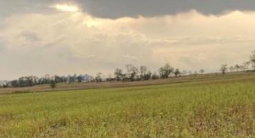 Making the Best of Hail-Damaged Row Crops