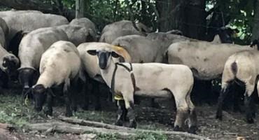 Crossbreeding Sheep Can Increase Productivity